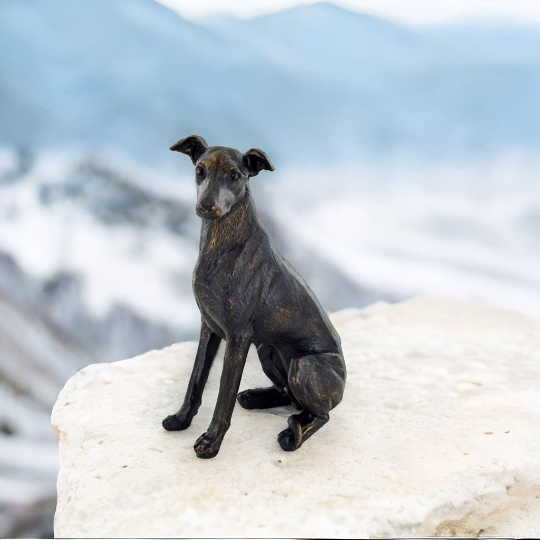 Whippet sitting